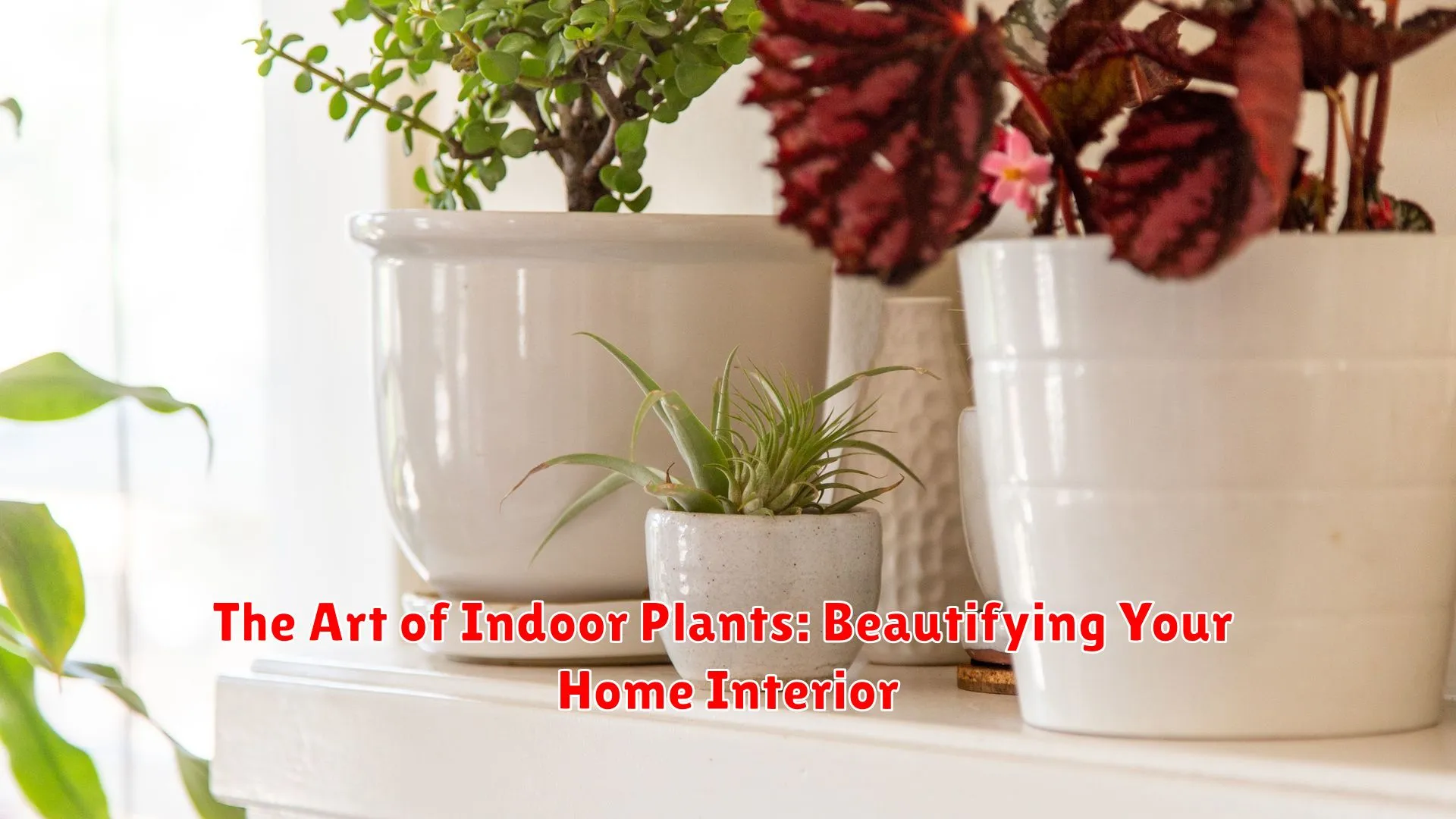 The Art of Indoor Plants: Beautifying Your Home Interior